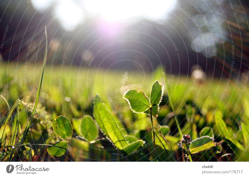 evening meadow Colour photo Exterior shot Deserted Evening Twilight Light (Natural Phenomenon) Sunbeam Sunrise Sunset Back-light Sunlight Summer Plant Grass