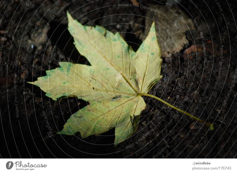 lain in darkness Colour photo Exterior shot Close-up Detail Pattern Structures and shapes Deserted Shadow Contrast Sunlight Central perspective Long shot Nature