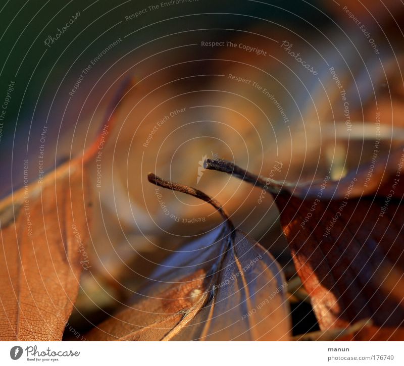 fallen Colour photo Subdued colour Exterior shot Structures and shapes Copy Space top Neutral Background Day Shadow Contrast Shallow depth of field