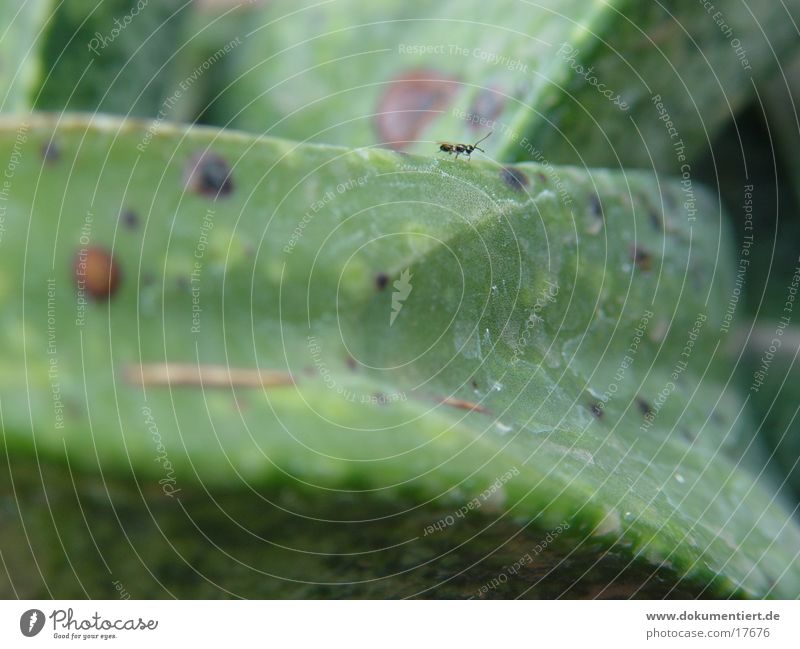 ant worker Ant Leaf Green Detail