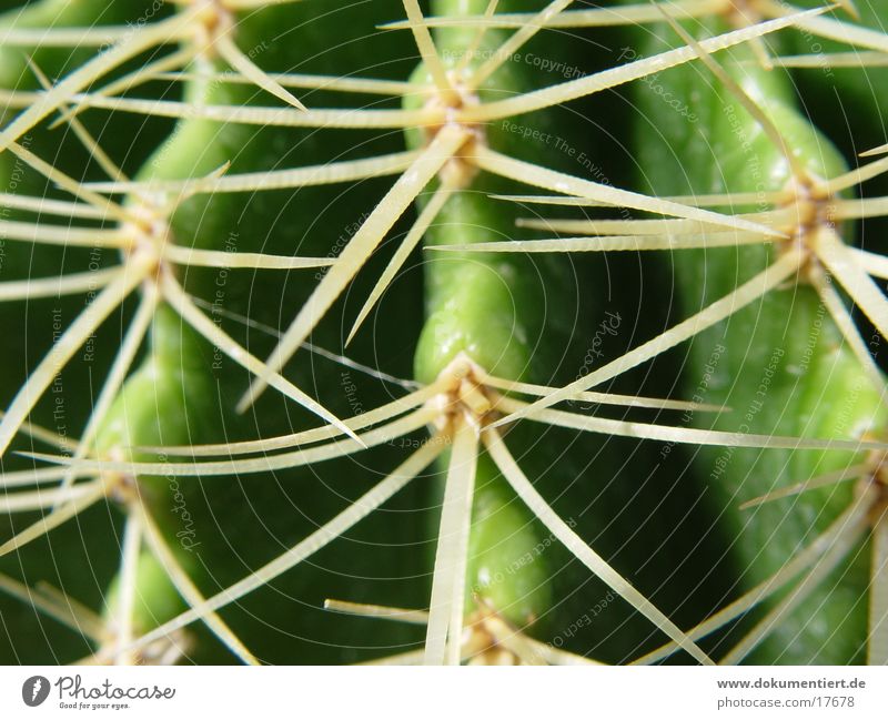 prickly Plant Thorn Nature Detail