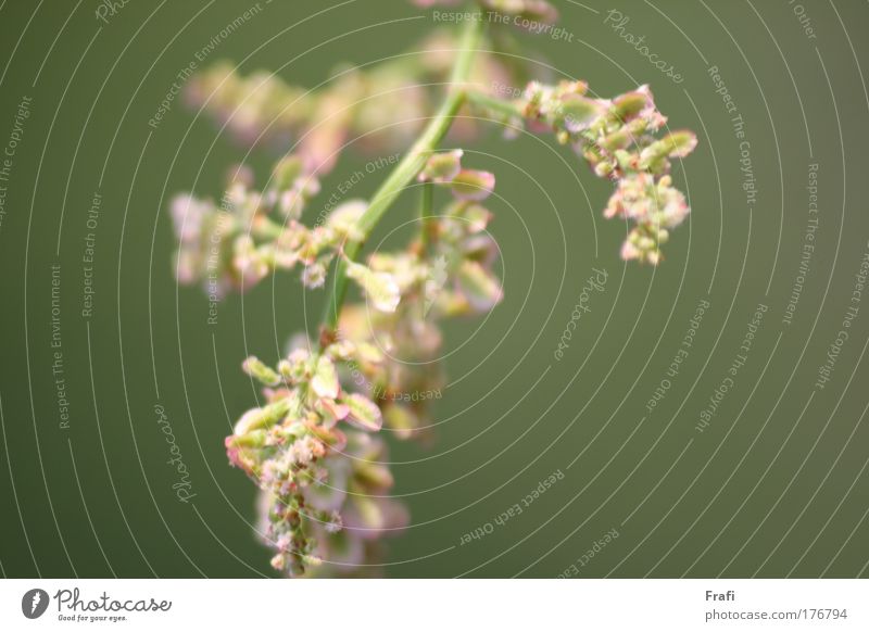 meadow walk Colour photo Exterior shot Day Blur Environment Nature Landscape Plant Blossom Foliage plant Wild plant Meadow Field Beautiful Climate