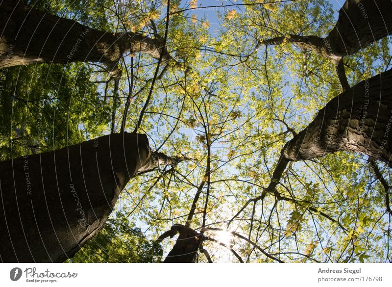 reverie Colour photo Exterior shot Deserted Sunlight Fisheye Upward Joy Happy Harmonious Well-being Contentment Senses Relaxation Calm Environment Nature Sky