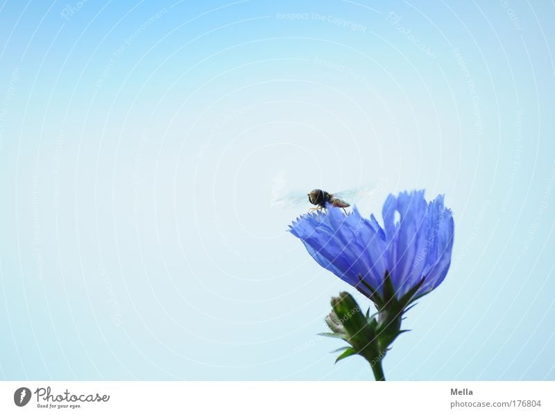 Mine all alone! Colour photo Exterior shot Close-up Deserted Copy Space left Copy Space top Day Central perspective Environment Nature Plant Animal