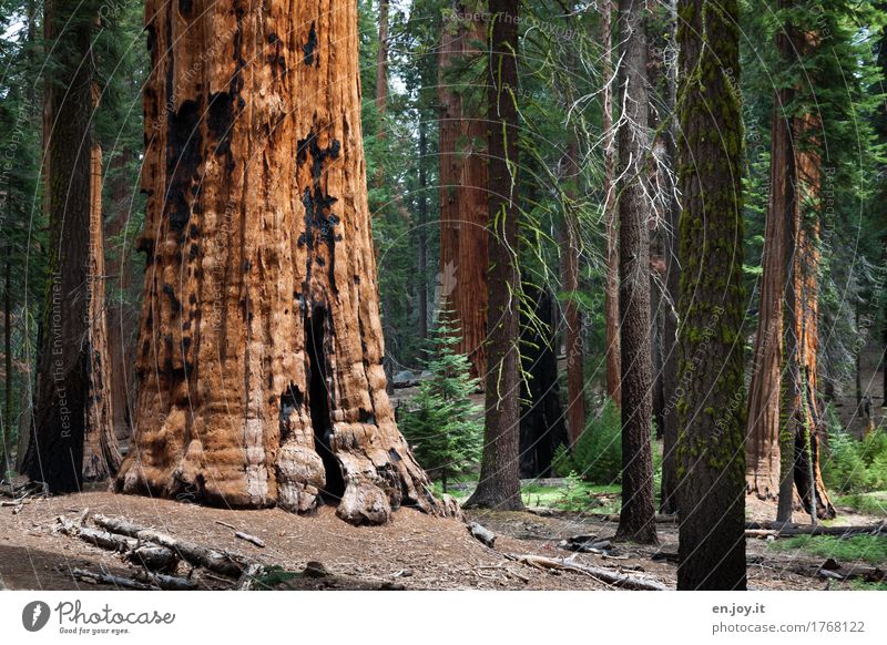 Man, is the big... Vacation & Travel Environment Nature Landscape Plant Tree Redwood Tree trunk Forest Sequoia National Park California USA Americas