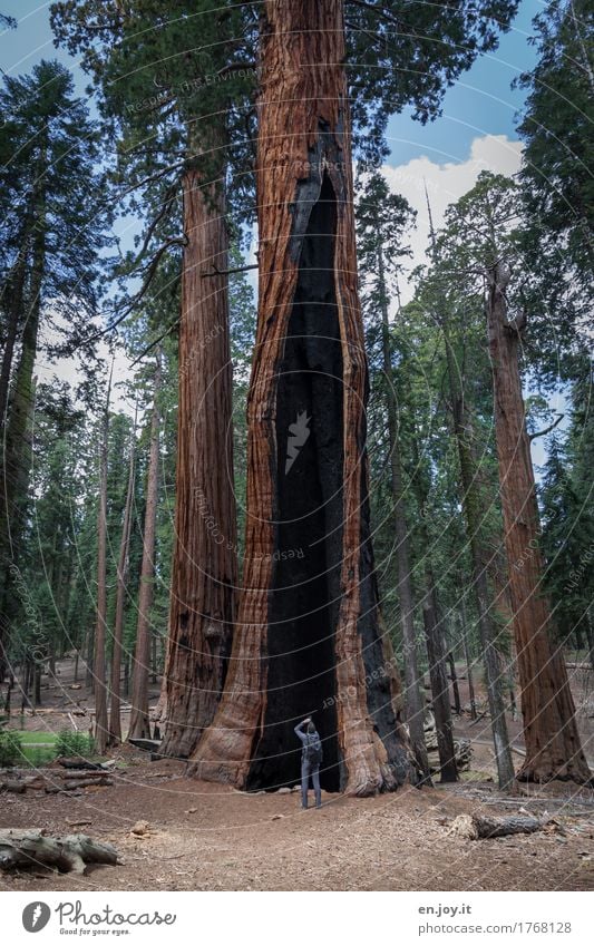 survival Vacation & Travel Tourism Man Adults 1 Human being Environment Nature Landscape Plant Tree Redwood Forest Mountain Sierra Nevada Sequoia National Park