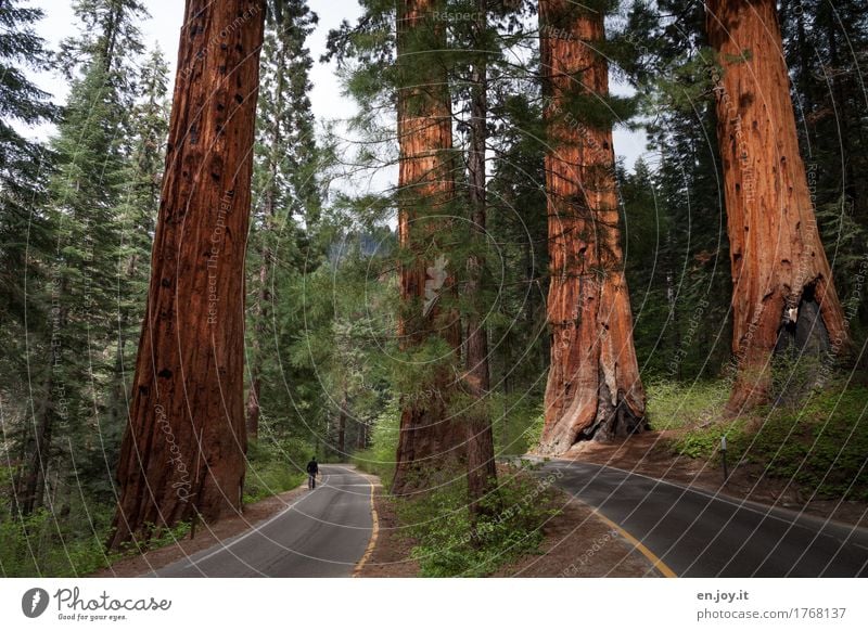 The Four Guardsmen Vacation & Travel Man Adults 1 Human being Environment Nature Landscape Plant Tree Redwood Tree trunk Forest Sequoia National Park California