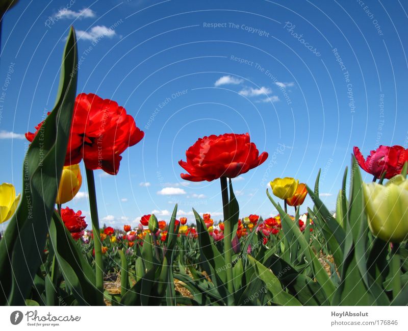 spring Colour photo Multicoloured Exterior shot Close-up Deserted Copy Space right Copy Space top Morning Contrast Light (Natural Phenomenon)