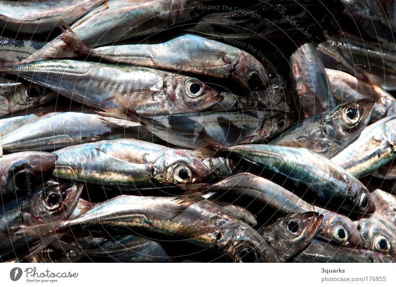 fish market Colour photo Close-up Deserted Food Fish Seafood Nutrition Dinner Banquet Slow food Fishing (Angle) Ocean Trade Gastronomy Animal Flock Esthetic