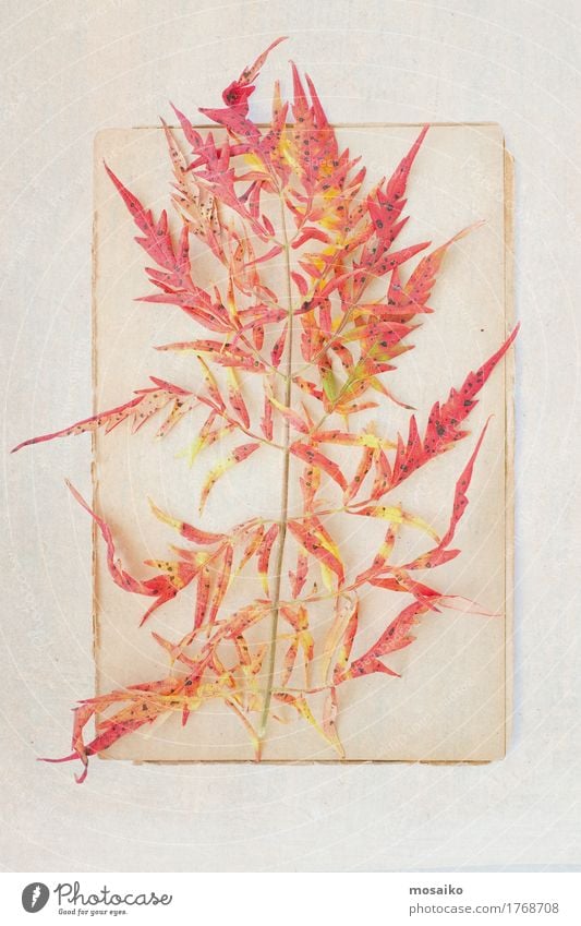 herbarium Art Environment Nature Plant Autumn Leaf Esthetic Contentment Serene Uniqueness Inspiration Autumnal Vintage Herbarium Poetic Discovery Garden