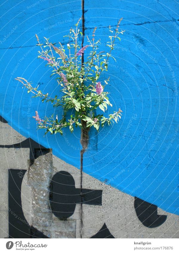 URBAN JUNGLE Colour photo Exterior shot Deserted Copy Space right Nature Plant Bushes Foliage plant Wall (barrier) Wall (building) Stone Concrete Characters