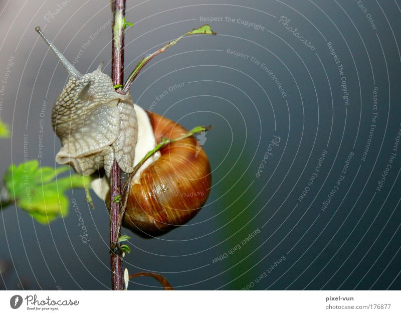 Mollusc on chicken bone Colour photo Exterior shot Close-up Deserted Copy Space right Neutral Background Silhouette Deep depth of field Bird's-eye view