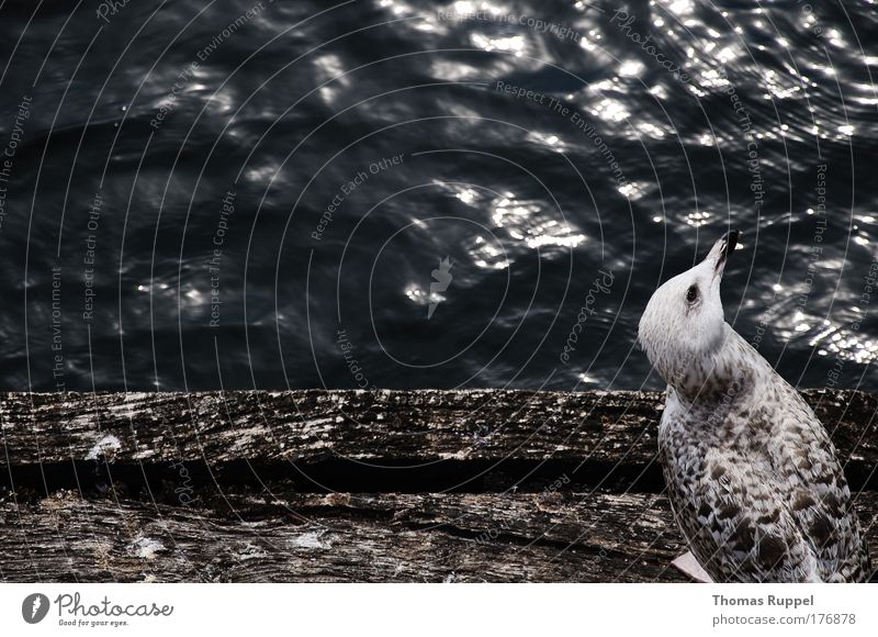 seagull Colour photo Subdued colour Exterior shot Deserted Copy Space left Copy Space top Copy Space middle Day Reflection Bird's-eye view Animal portrait