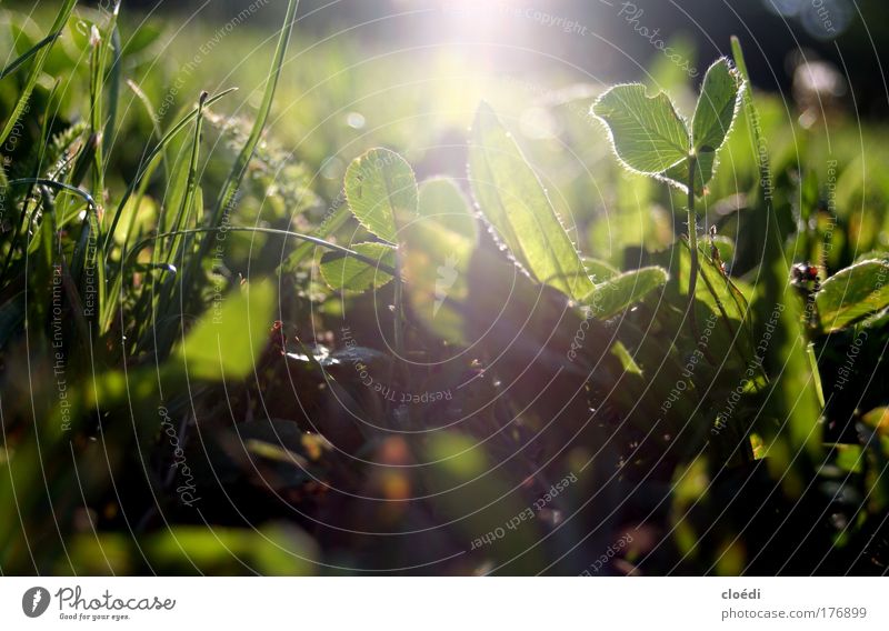 sunset meadow Colour photo Exterior shot Light Sunbeam Sunrise Sunset Back-light Shallow depth of field Nature Sunlight Summer Beautiful weather Flower Grass