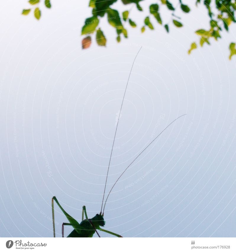 Hops under the hazel bush Copy Space left Copy Space middle Environment Nature Plant Animal Tree Leaf Insect Locust Green