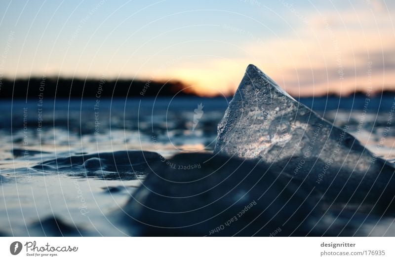 iceberg lettuce Colour photo Exterior shot Close-up Detail Deserted Copy Space left Copy Space top Evening Twilight Light Silhouette Sunrise Sunset Back-light