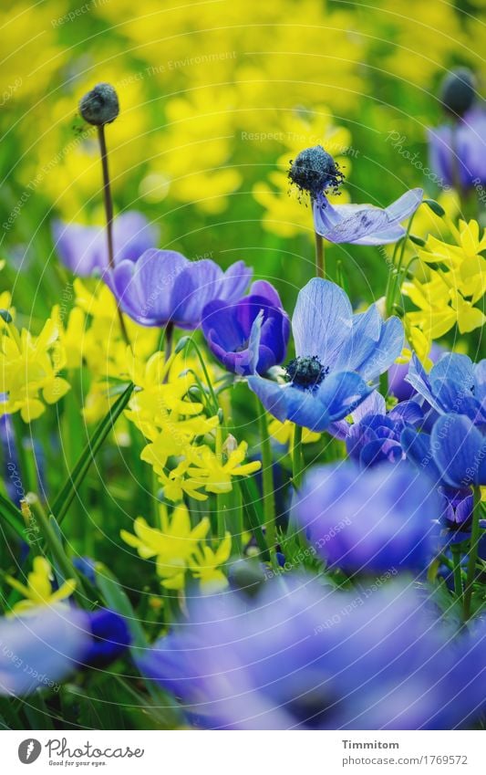 But also to see the colours. Environment Nature Plant Flower Leaf Blossom Blossoming Esthetic Natural Blue Yellow Green Colour photo Exterior shot Deserted Day