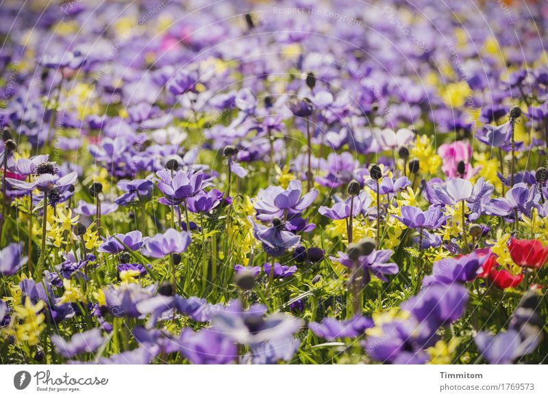 Birthday flowers for barbaclara. Nature Plant Spring Flower Grass Park Blossoming Happiness Yellow Green Violet Red Joie de vivre (Vitality) Spring fever