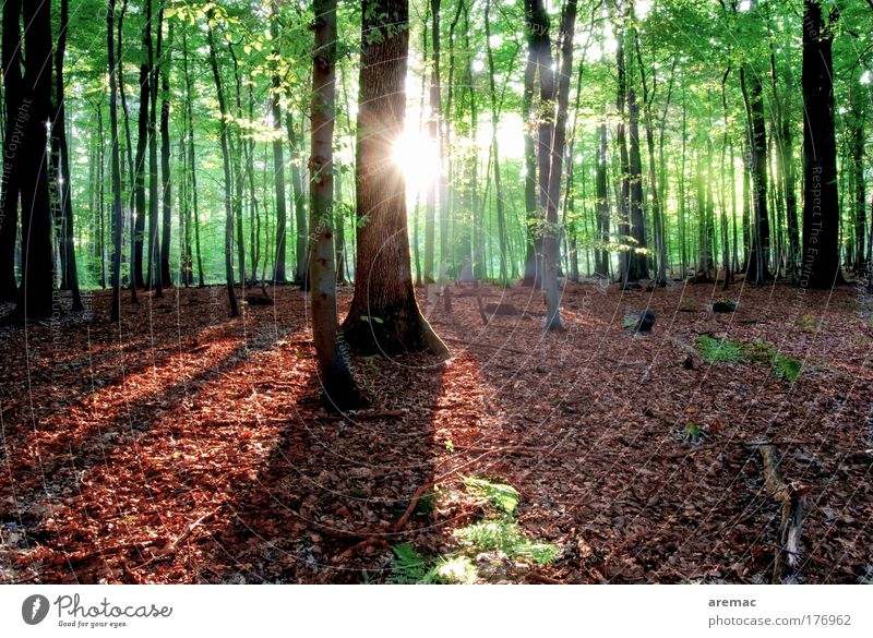 ray of hope Colour photo Multicoloured Exterior shot Deserted Evening Light Shadow Silhouette Sunlight Sunbeam Sunrise Sunset Back-light Central perspective