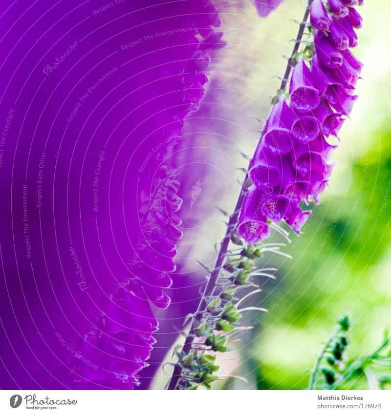 Poisonous plant 2007 Colour photo Multicoloured Exterior shot Close-up Detail Experimental Abstract Pattern Structures and shapes Copy Space right