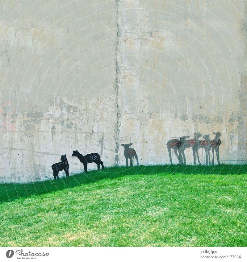 census of population Colour photo Multicoloured Exterior shot Day Shadow Long shot Animal portrait Wall (barrier) Wall (building) Farm animal Zoo Petting zoo