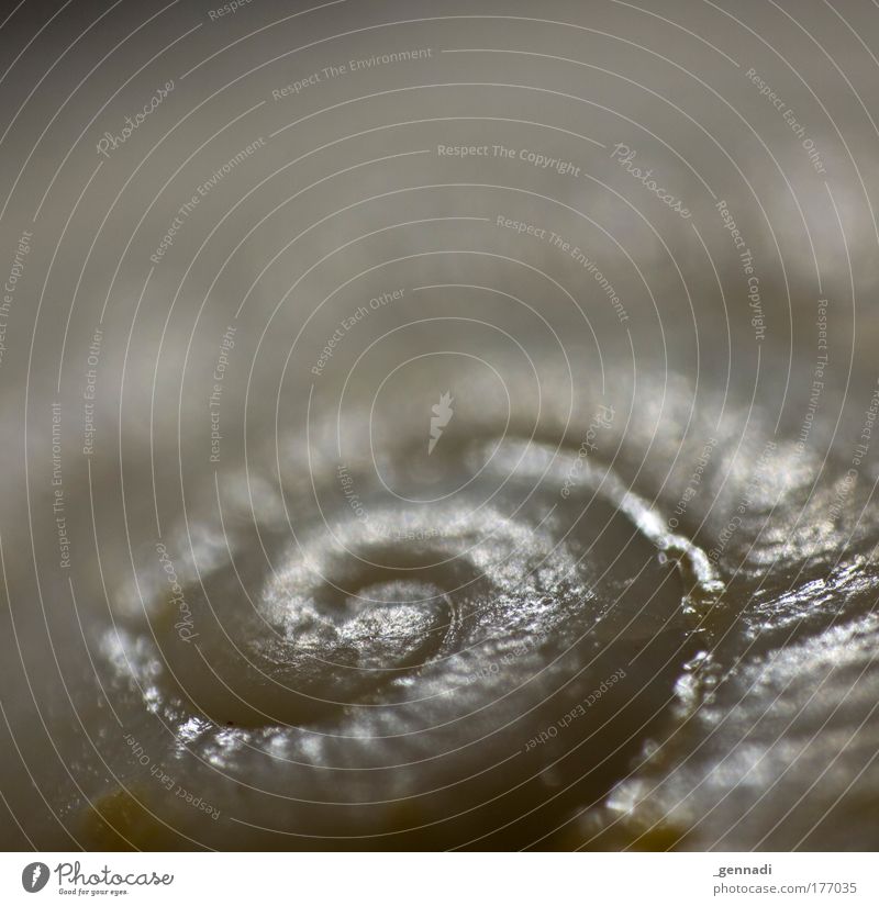 snail Snail Snail shell Mussel Mussel shell Looking Sleep Colour photo Subdued colour Interior shot Close-up Detail Macro (Extreme close-up) Deserted