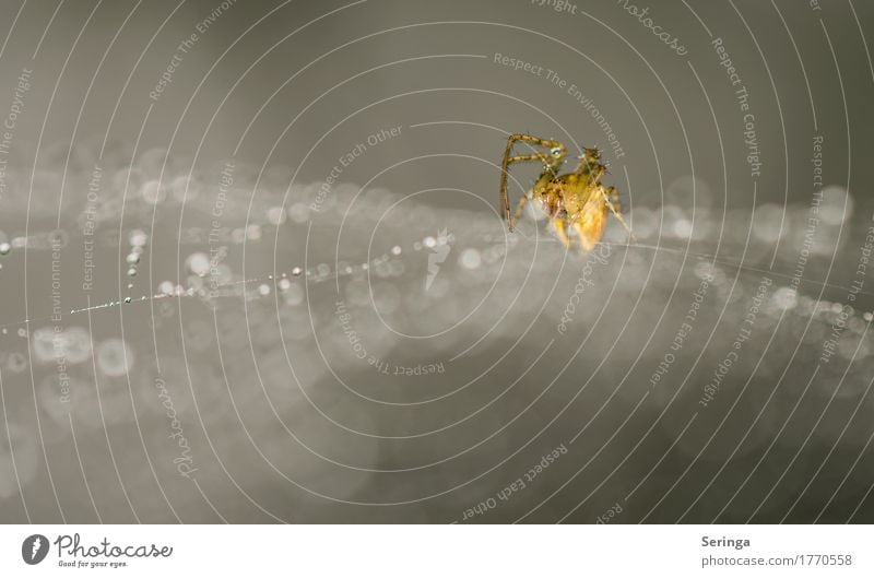 Waiting-Spider in the net Environment Nature Landscape Plant Animal Summer Garden Park Meadow Forest Wild animal Animal face Claw 1 To feed Glittering