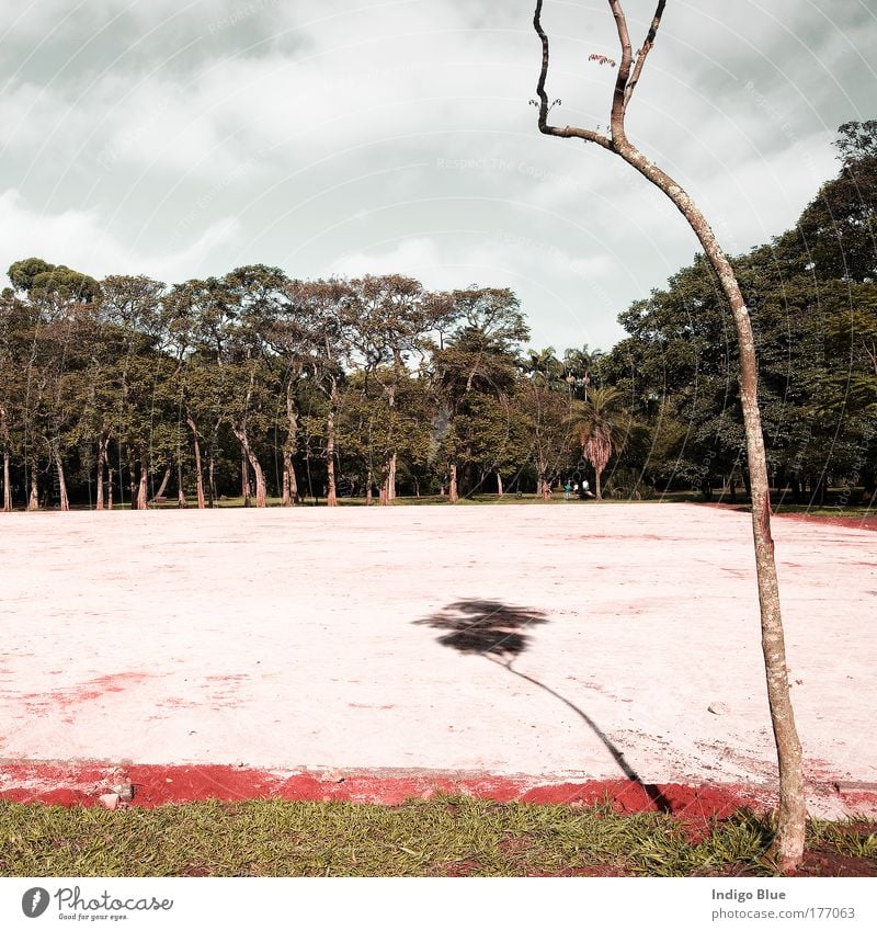 Shadow Colour photo Multicoloured Exterior shot Deserted Day Contrast Central perspective Nature Landscape Plant Earth Sand Air Clouds Horizon Sun Summer Tree