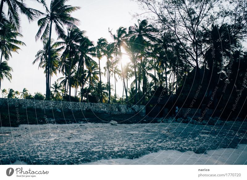 Zanzibar XII Environment Nature Landscape Sand Sun Beautiful weather Palm tree Beach House (Residential Structure) Hut Warm-heartedness Romance Hope Horizon