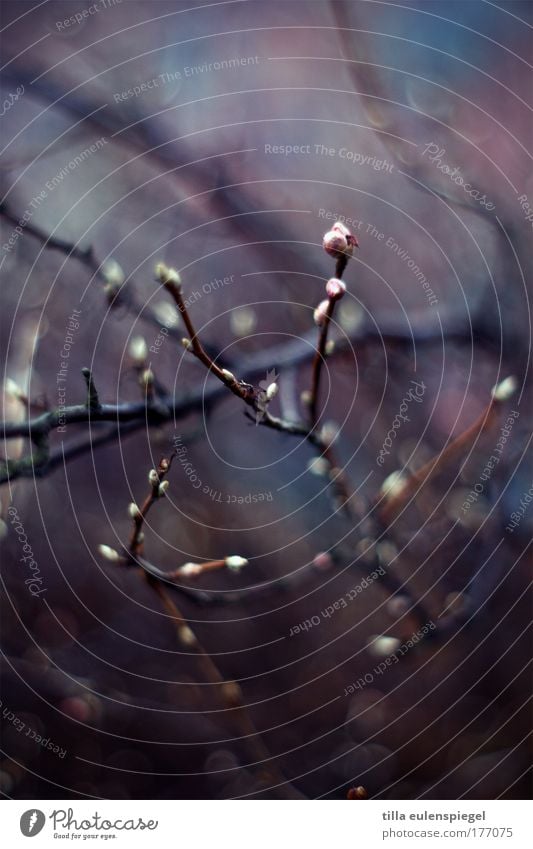 comes to autumn... Colour photo Exterior shot Day Blur Nature Winter Park Dark Natural Blue Violet Leaf bud Transience Bushes