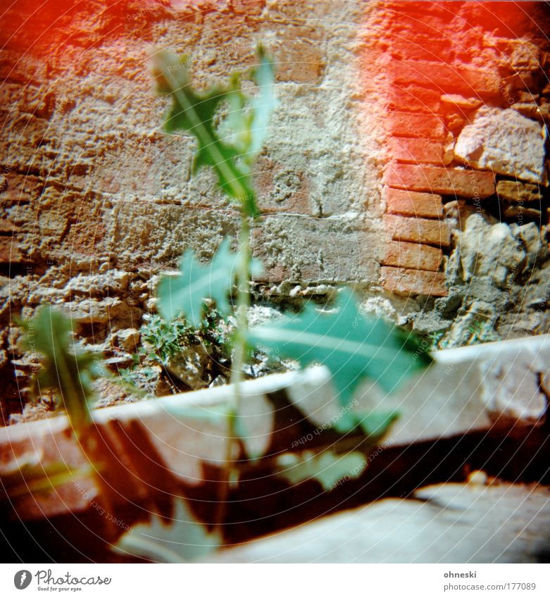 dandelion Colour photo Multicoloured Exterior shot Experimental Holga Deserted Shadow Contrast Blur Environment Nature Summer Plant Flower Dandelion