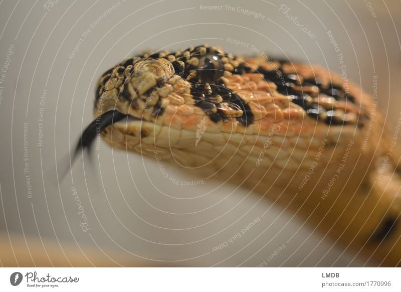 Snake-tungling Animal Wild animal 1 Orange Black Scales Head Tongue Flicker the tongue Hissing Fear split tongue Eyes Muzzle Tension Observe Colour photo