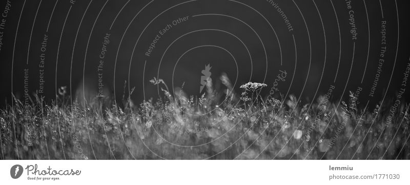 Yarrow in black and white Trip Nature Plant Earth Grass Meadow Hiking Black White Spring fever Romance Blade of grass Feed Willow tree Close-up Common Yarrow