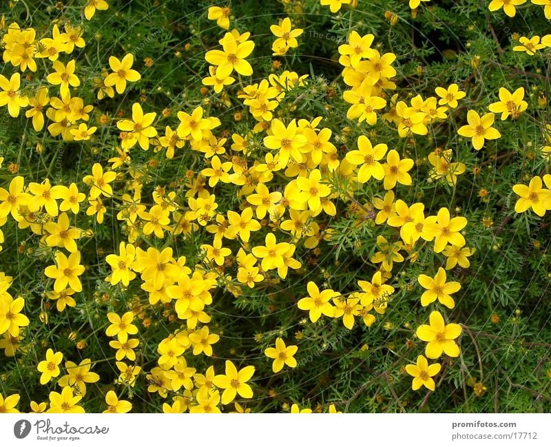 Mountain flowers / Photo: Alexander Hauk Nature Flower Green Plant Spring Meadow Colour photo Exterior shot Day Summer Sun sunshine Grass Alps Yellow hike