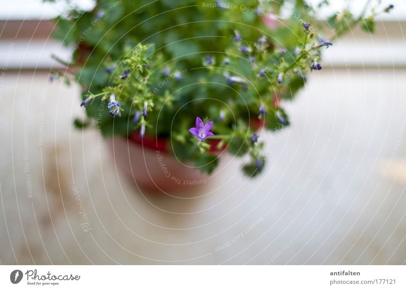 lone fighters Decoration Flowerpot Window board Pot plant Green Growth Colour photo Interior shot Neutral Background Shadow Blur Bird's-eye view Houseplant Day