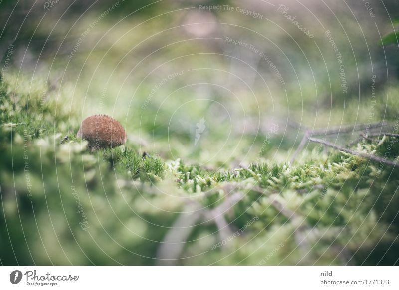 Mushroom 3 Environment Nature Landscape Plant Moss Forest Brown Green Puff-ball Carpet of moss Woodground Colour photo Exterior shot Close-up Detail