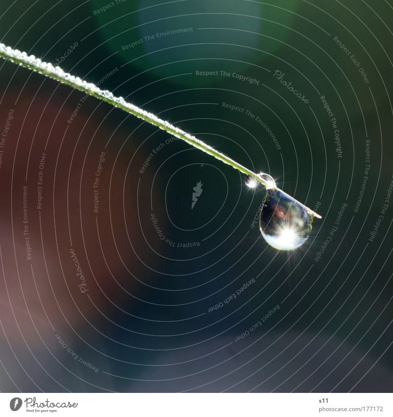 morning dew Colour photo Subdued colour Exterior shot Close-up Detail Macro (Extreme close-up) Deserted Copy Space left Copy Space bottom Neutral Background