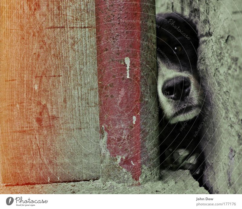 Free Muzzle Subdued colour Animal portrait Village Wall (barrier) Wall (building) Backyard Courtyard Pet Dog Animal face 1 Observe Wait Cuddly Curiosity Cute