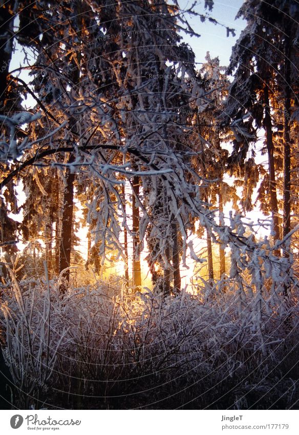 a little cooling off? Sunbeam Beautiful Winter Ice Frost Forest Fresh Cold Moody Hoar frost Graceful Clarity Swabian Jura Memory Snow