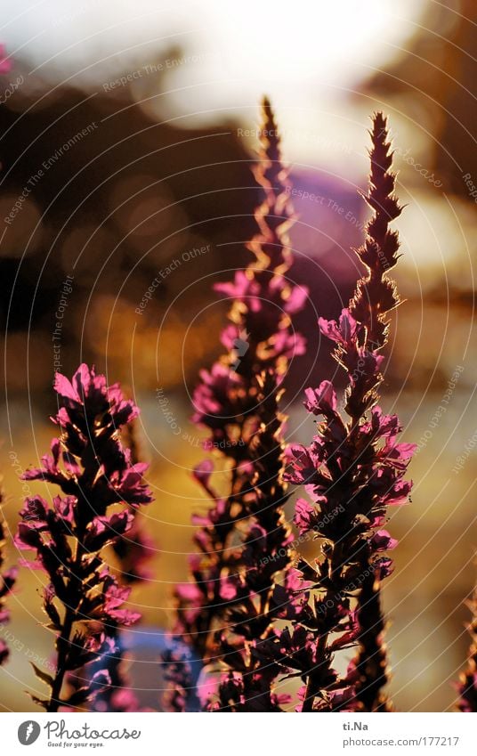 Blood loosestrife (Lythrum salicaria) Colour photo Multicoloured Close-up Deserted Evening Light Shadow Silhouette Reflection Light (Natural Phenomenon)