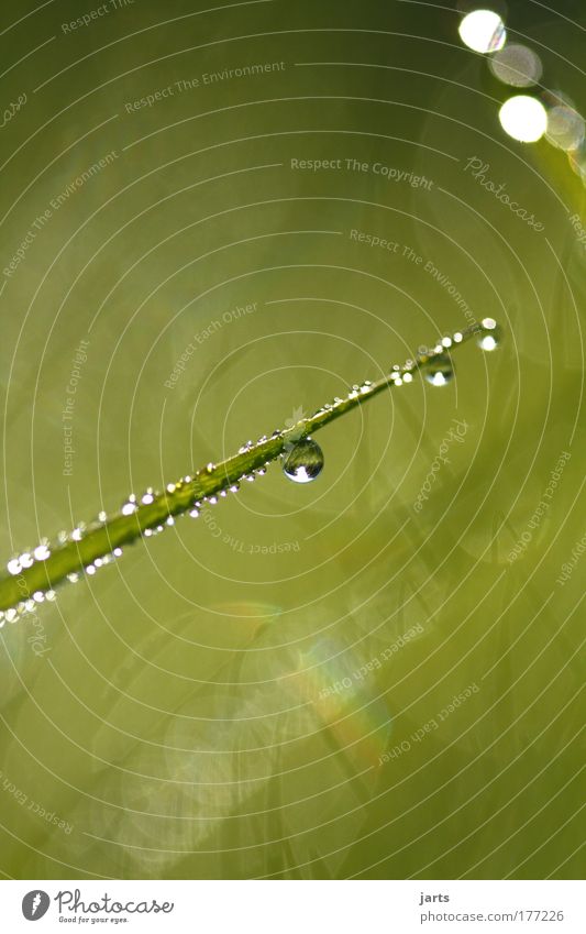 dewdrop Colour photo Exterior shot Close-up Detail Deserted Morning Light Reflection Deep depth of field Nature Water Drops of water Summer Beautiful weather