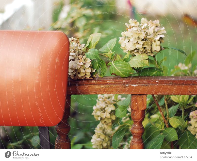 On grandma's terrace Colour photo Exterior shot Deserted Day Harmonious Well-being Contentment Relaxation Calm Living or residing Garden Chair Terrace Nature