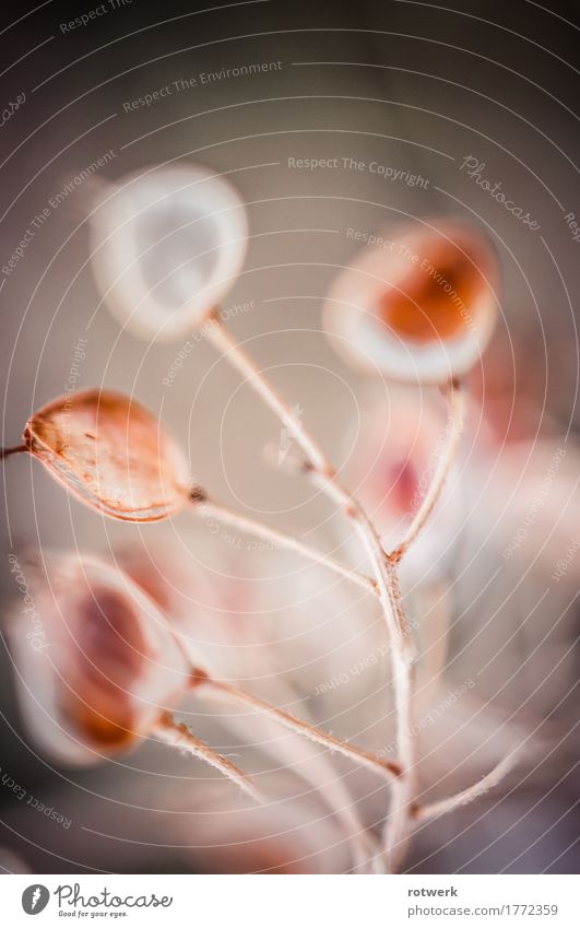 flowrange Nature Plant Autumn Wild plant Dry Brown Orange Colour photo Exterior shot Close-up Detail Macro (Extreme close-up) Deserted Copy Space top Day Blur