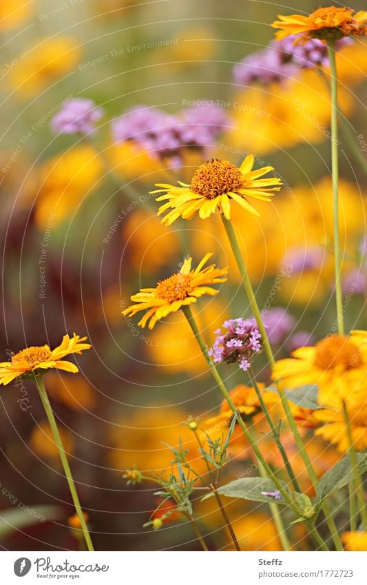 Summer flowers in the summer garden Summerflower yellow asters Aster Verbena blooming summer flowers Summerflowerbed Summer warmth Summer Colours orange