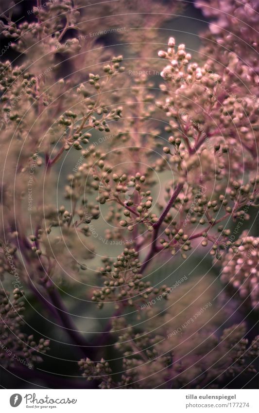 bubble flowers Colour photo Exterior shot Pattern Structures and shapes Blur Nature Plant Summer Bushes Foliage plant Natural Red Bizarre Uniqueness Discover