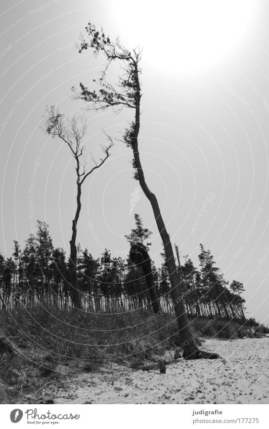 western beach Black & white photo Exterior shot Day Back-light Environment Nature Landscape Plant Tree Coast Beach Baltic Sea Ocean Dark Moody Calm Wind cripple