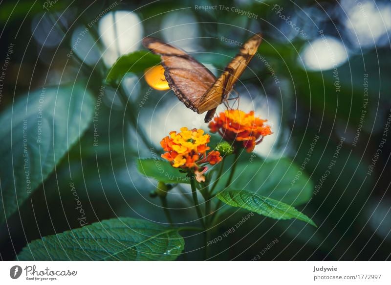 Green-backed butterfly Environment Nature Summer Plant Flower Blossom Exotic Yellow sage Garden Park Animal Butterfly Insect butterflies Blossoming Fragrance