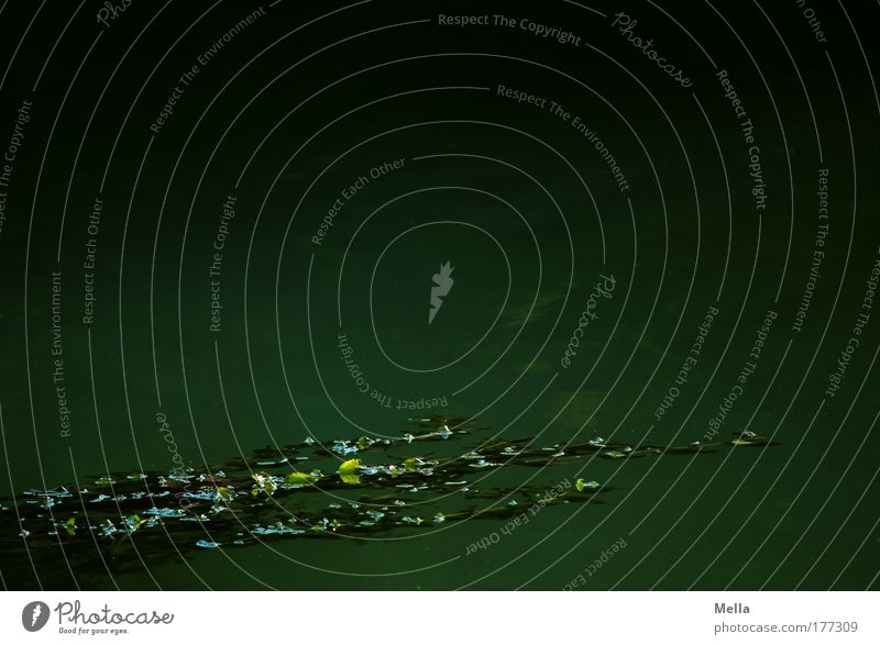 From the depth Environment Nature Water Plant Foliage plant Aquatic plant Pond Lake River Growth Dark Creepy Green Moody Calm Dream Sadness