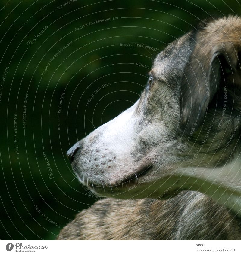 Carlos Colour photo Exterior shot Close-up Copy Space left Copy Space top Looking away Harmonious Calm Environment Nature Foliage plant Animal Pet Dog