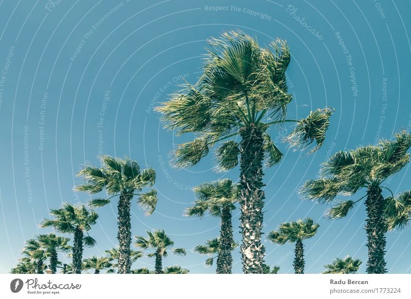 Green Palm Trees On Clear Blue Sky Exotic Vacation & Travel Summer Sun Beach Island Environment Nature Landscape Plant Cloudless sky Wind Leaf Movement Natural